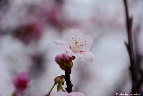 樂活櫻花季~內溝溪最美櫻花步道輕鬆賞花 @Bernice的隨手筆記