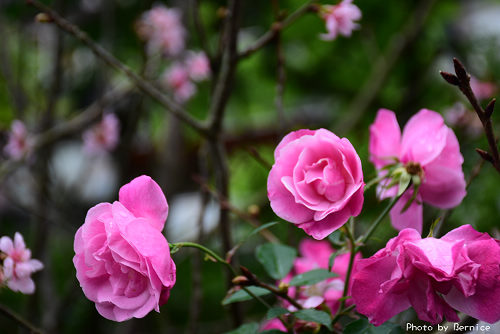 樂康步道~即將進入粉紅櫻花雨的夢幻美道 @Bernice的隨手筆記
