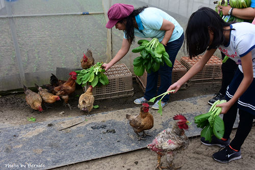 菜滋味有機農場~禽菜共生打造有機蔬菜樂園 @Bernice的隨手筆記