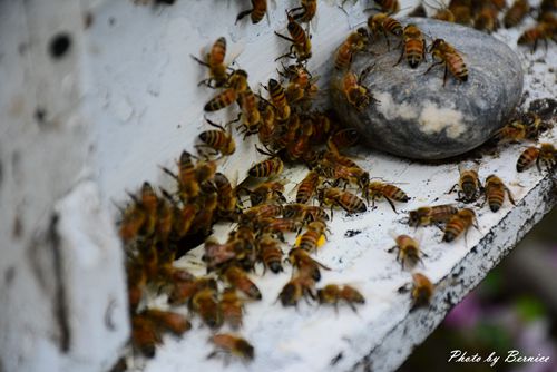 蜂之鄉蜜蜂生態教育館~認識蜂蜜好地方幸運還能遇上蜂王乳採集作業 @Bernice的隨手筆記
