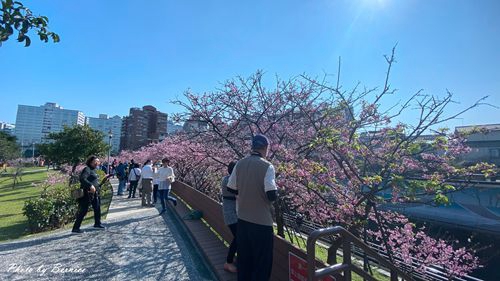 內湖樂活公園櫻花季~粉紅風暴來襲．城市賞櫻交通最便捷之處 @Bernice的隨手筆記