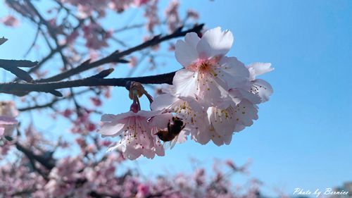 內湖樂活公園櫻花季~粉紅風暴來襲．城市賞櫻交通最便捷之處 @Bernice的隨手筆記