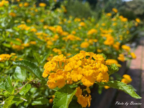 內雙溪自然中心-藥用植物園~一年四季都能欣賞各季節的花花草草 @Bernice的隨手筆記