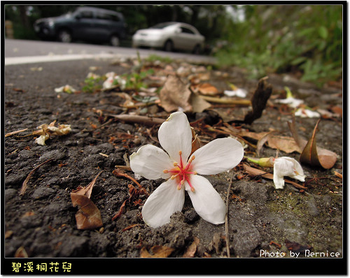台北市中的油桐花兒 @Bernice的隨手筆記